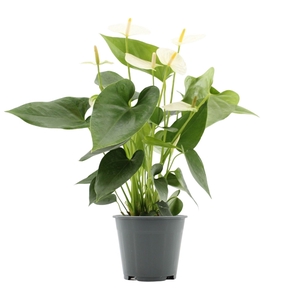 Anthurium Cocos in transparant sleeve