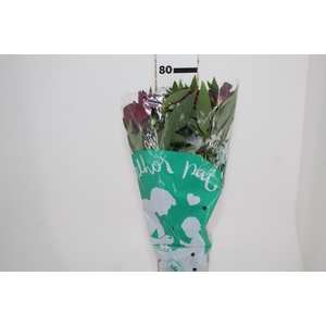 ALSTROEMERIA POMPEII 080 CM