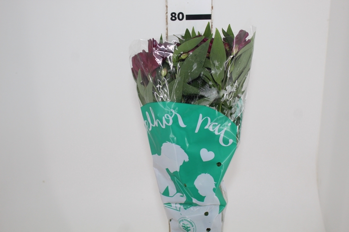 <h4>ALSTROEMERIA POMPEII 080 CM</h4>
