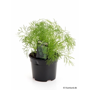ANETHUM GRAVEOLENS/DILD P10