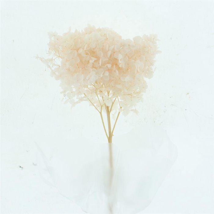 <h4>Pres Bleached Hydrangea Peach</h4>