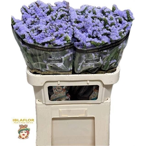 LIMONIUM SINUATUM 'DONAU BIRDS'