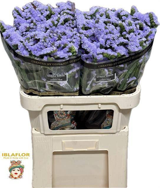 <h4>LIMONIUM SINUATUM 'DONAU BIRDS'</h4>
