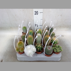 Cactus   ...mix