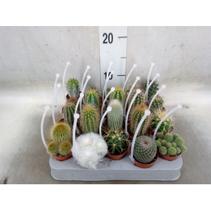 Cactus   ...mix