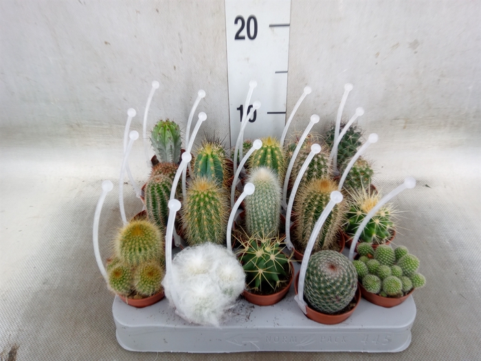 <h4>Cactus   ...mix</h4>