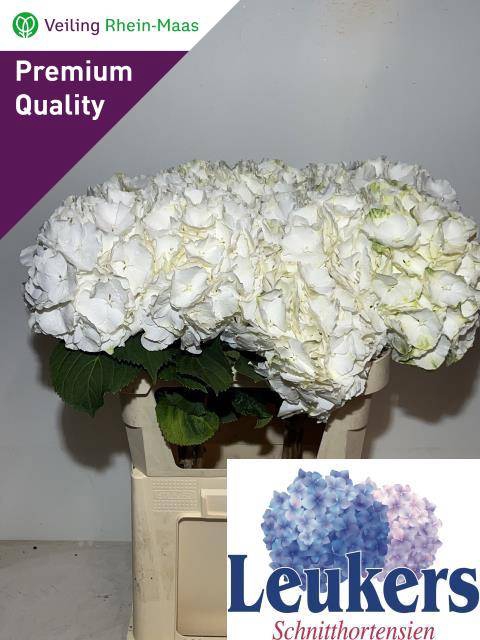 <h4>HYDR M WHITE VERENA</h4>