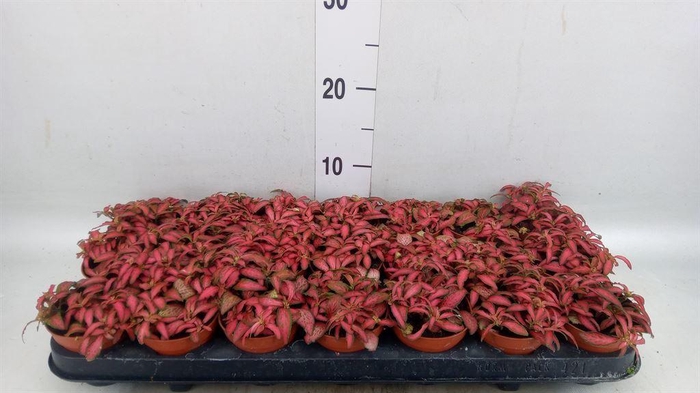 <h4>Fittonia verschaf. 'Forest Flame'</h4>