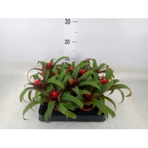 Guzmania  'Hope'