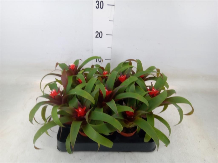 <h4>Guzmania 'Hope'</h4>
