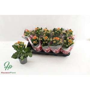 KAL GE PERFECTA ORAN