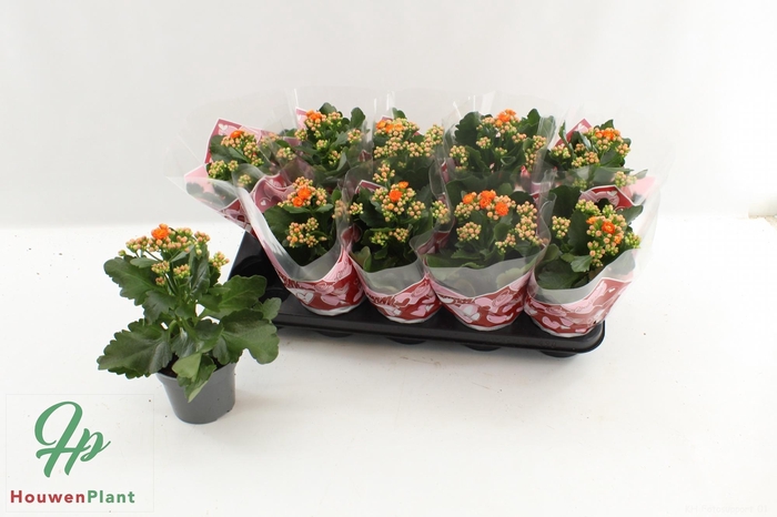 <h4>KAL GE PERFECTA ORAN</h4>