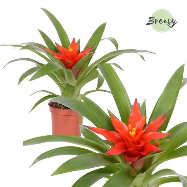 Guzmania Glow