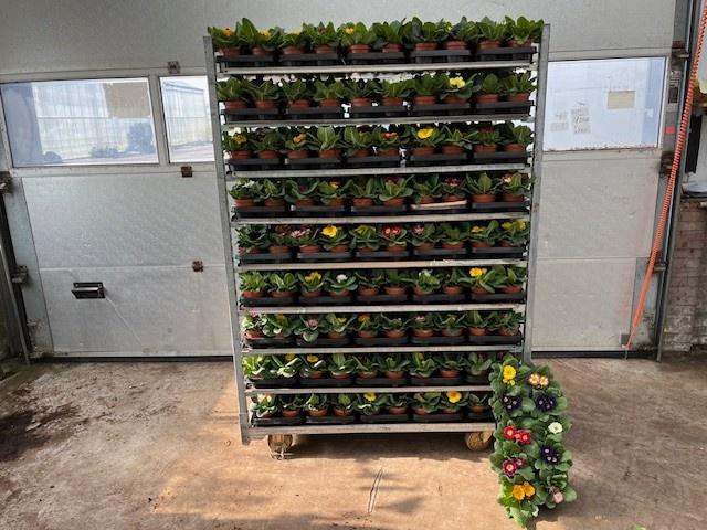 <h4>PRIM ACAULIS</h4>