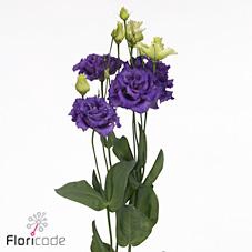 Lisianthus do alissa blue