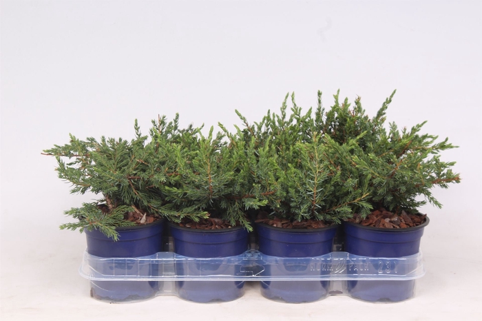 <h4>Juniperus communis Repanda</h4>