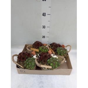 Arr.  Sempervivum L%