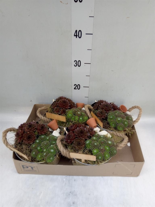 <h4>Arr. Sempervivum L%</h4>