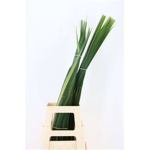 PANDANUS (BLAD)