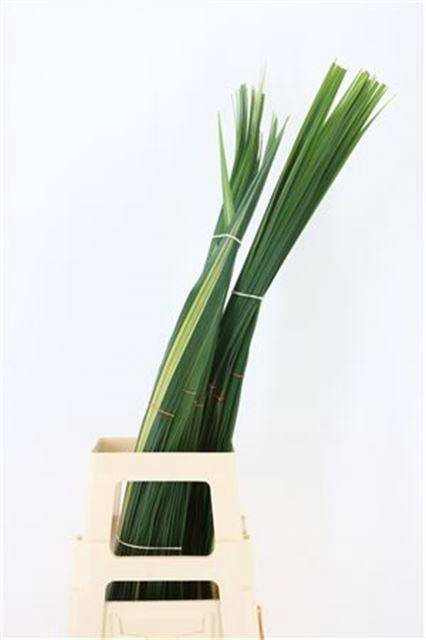 <h4>PANDANUS (BLAD)</h4>