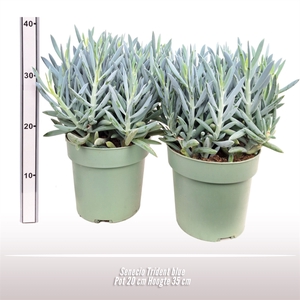 Senecio Trident blue