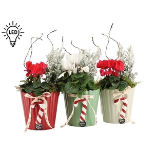 61813: X-mas arrangement