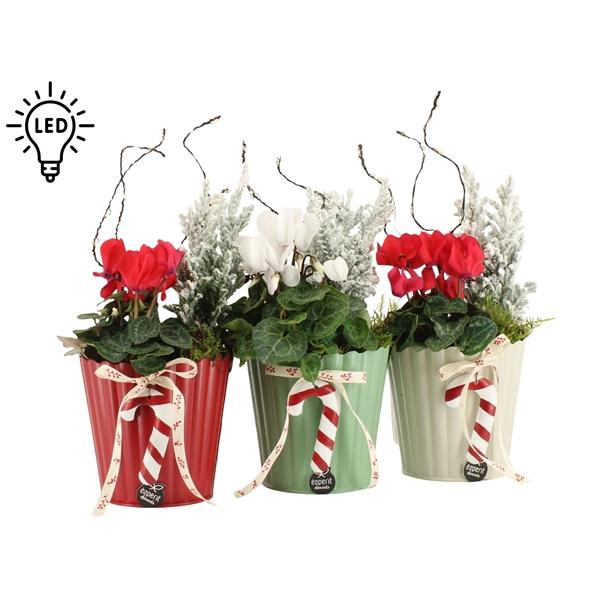 <h4>61813: X-mas arrangement</h4>