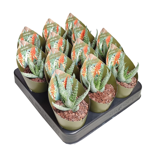 <h4>ALOE HUMILIS - POT Ø 6,5 WITH POTCOVER (SUCCULENTEN)</h4>