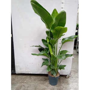 Strelitzia nicolai