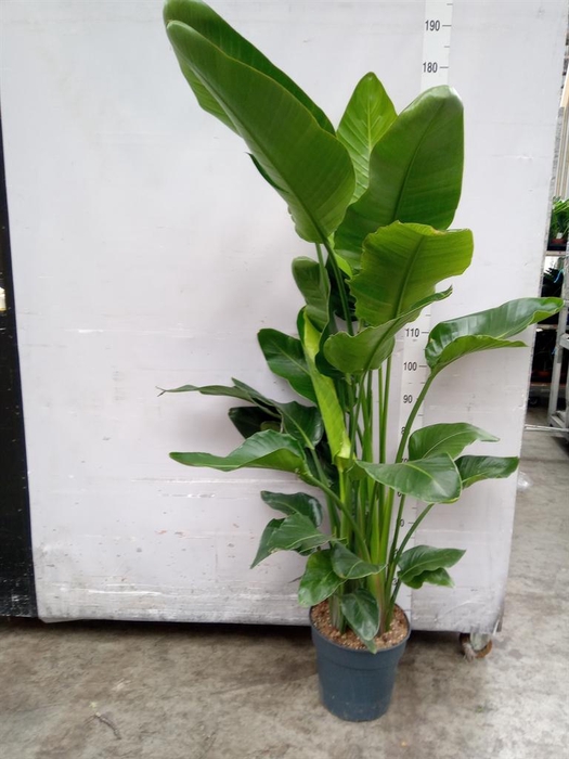 <h4>Strelitzia nicolai</h4>