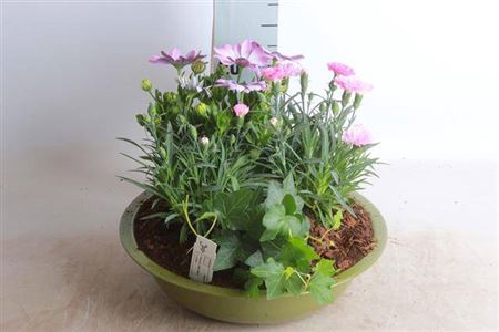 <h4>Arr Tuinplanten</h4>