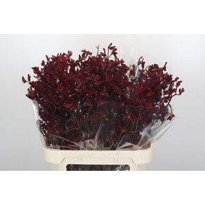 Anigozanthos Bush Ruby