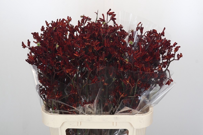 <h4>Anigozanthos Bush Ruby</h4>
