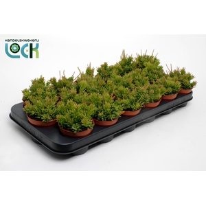 Rhipsalis Mesembryanthemoides
