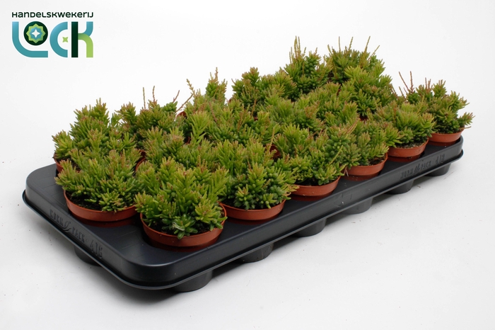 RHIPSALIS MESEMBRYAN