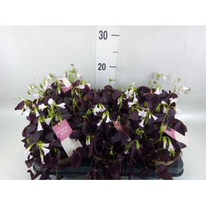 Oxalis trian. 'Mijke'