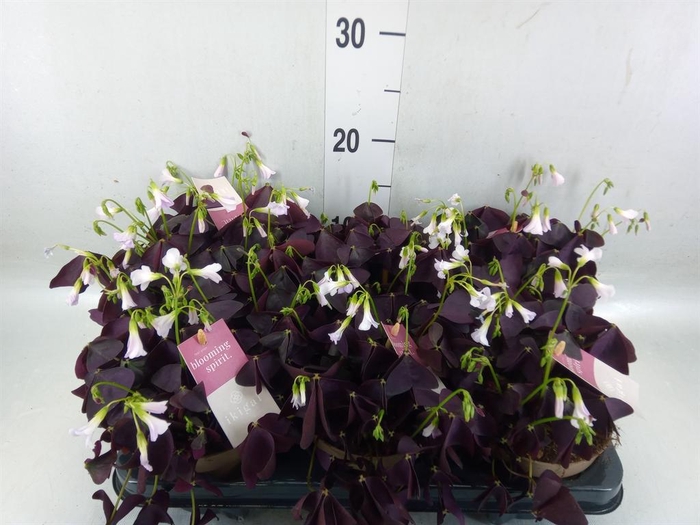 <h4>Oxalis trian. 'Mijke'</h4>