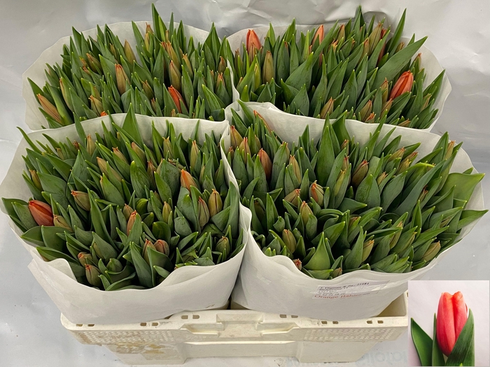 <h4>TU EN ORANGE BABIES</h4>