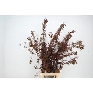 MALUS GORGEOUS BLOSSOM PER STEM 150CM