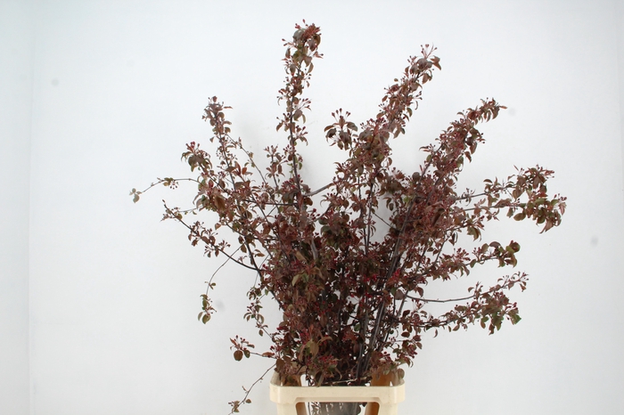 <h4>MALUS GORGEOUS BLOSSOM PER STEM 150CM</h4>