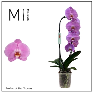 Phalaenopsis Flow Olga 1 spike - 12cm | Mimesis