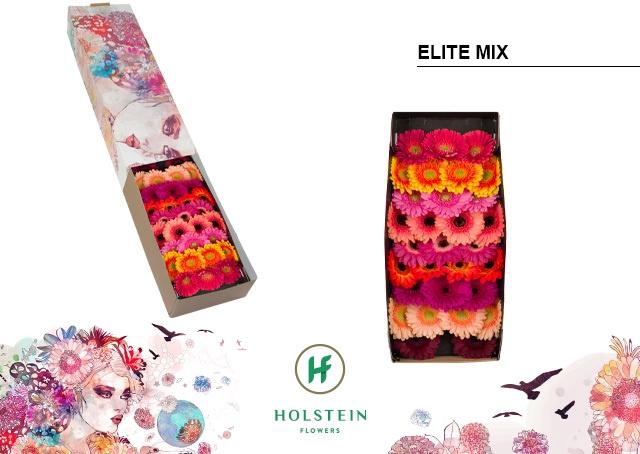 <h4>Germini Mix Elite Doos</h4>