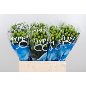 Hyp Coco Bamboo