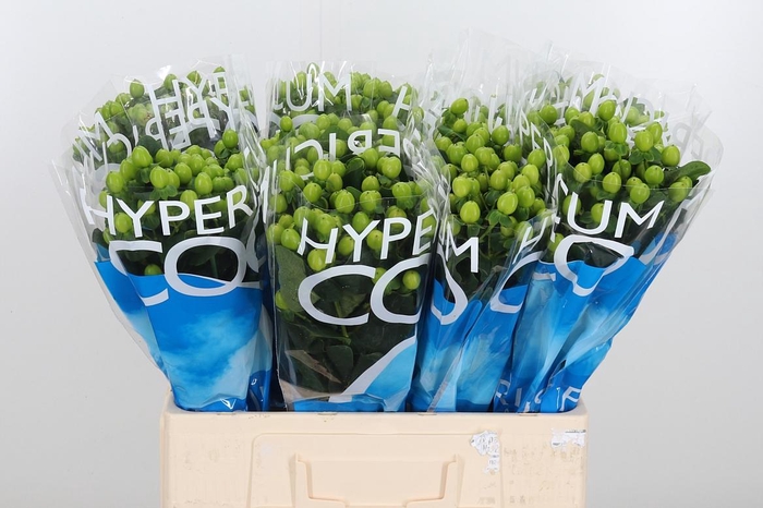 <h4>Hyp Coco Bamboo</h4>