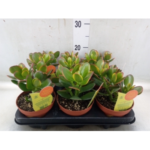 Crassula ovata 'Sunset'