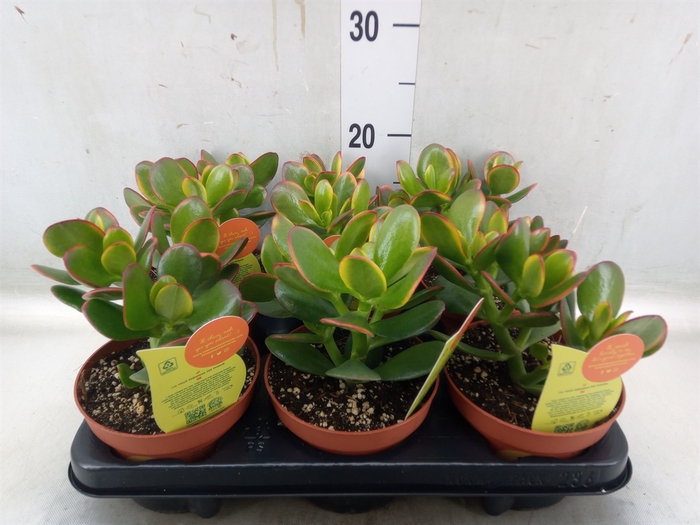 <h4>Crassula ovata 'Sunset'</h4>