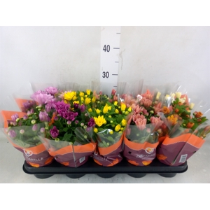 Chrysanthemum   ..mix 7