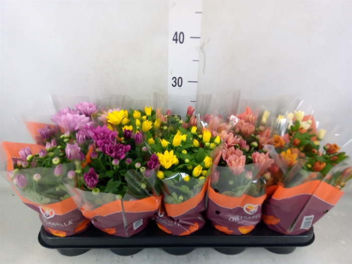 <h4>Chrysanthemum   ..mix 7</h4>