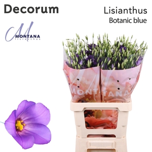 Eustoma russ. EN 'Botanic Blue'