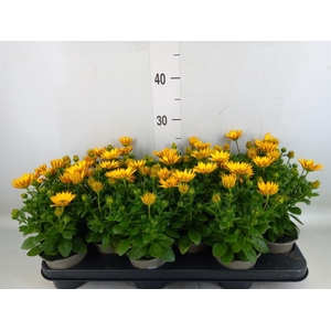 Osteospermum  'Senorita Solana'